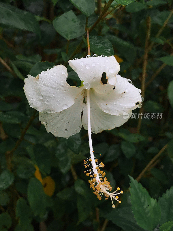 白芙蓉，俗称中国芙蓉、中国玫瑰、夏威夷芙蓉、玫瑰锦葵和鞋黑植物，是热带芙蓉的一种，是锦葵科芙蓉科部落的开花植物。