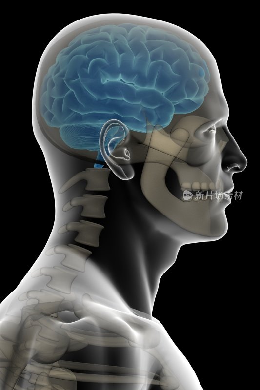 人的头，有大脑和骨头