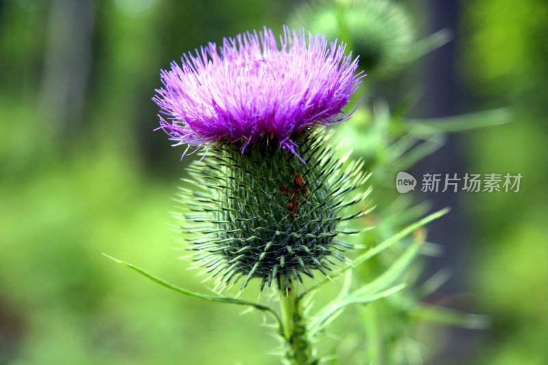 关闭up-Thistle