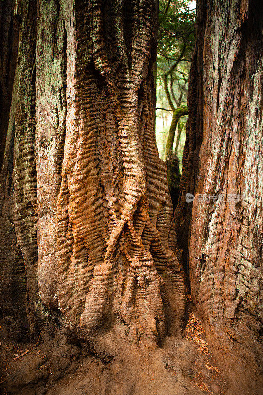 海岸红木与波浪“编织”树皮，大盆地州立公园