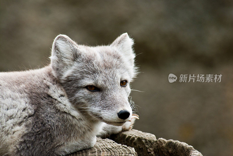 躺在树桩上的北极狐