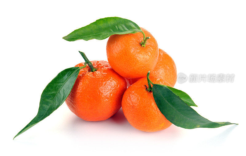 柑橘用树叶