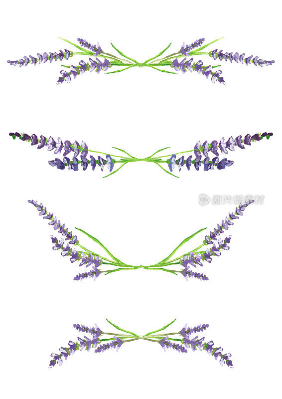 水彩薰衣草树枝，设计元素，插图