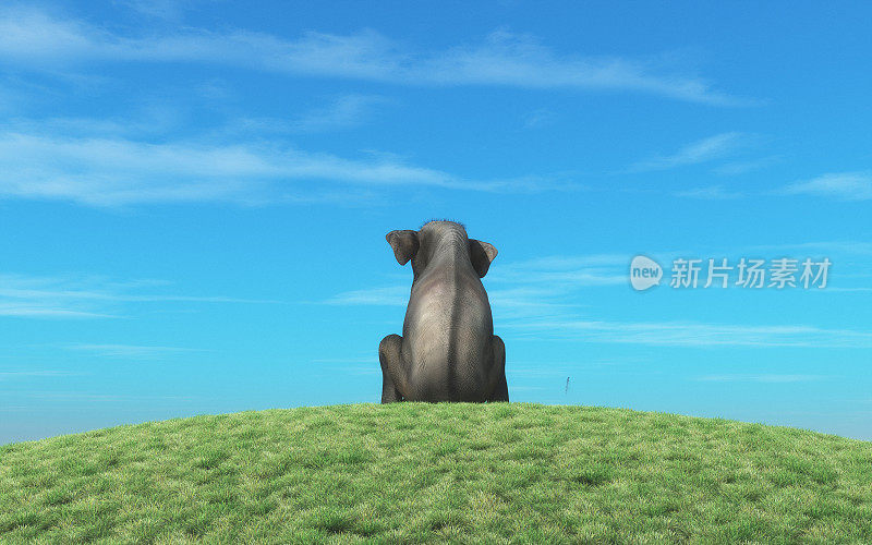 大象坐在山顶上