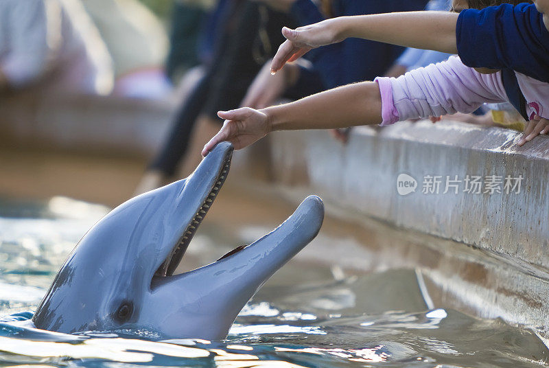 孩子们伸手去摸海豚