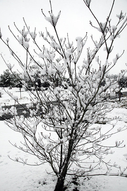 山茱萸在雪