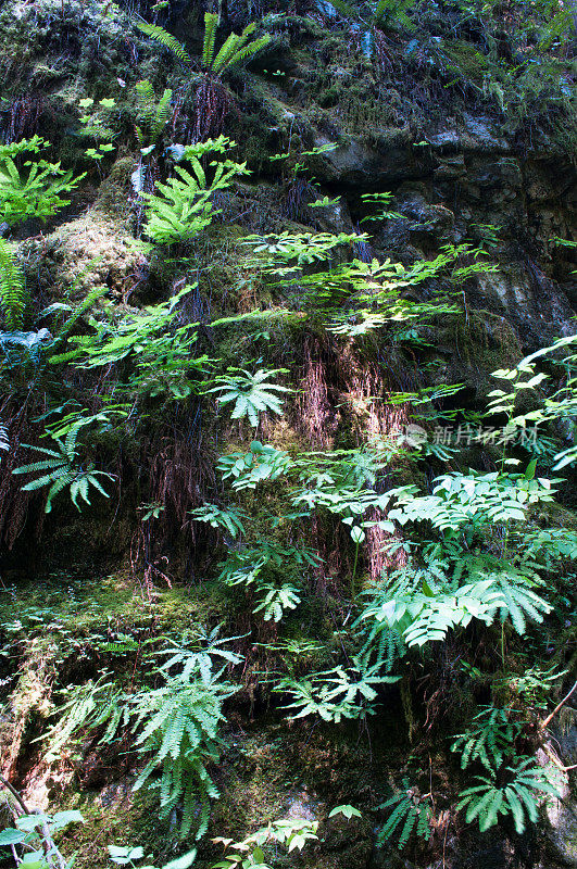 温带雨林地面上的蕨类植物