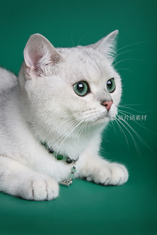 银苏格兰折猫翡翠眼睛