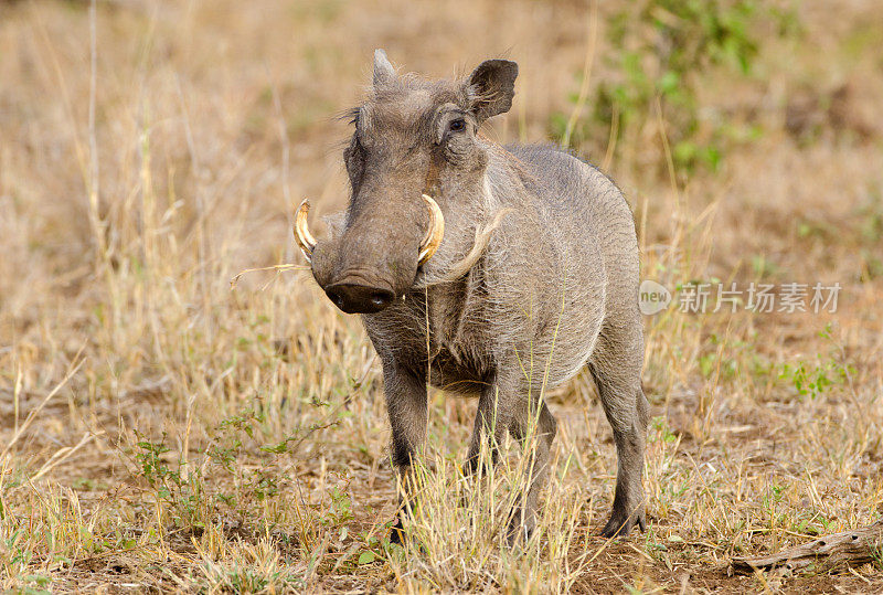 疣猪——南非