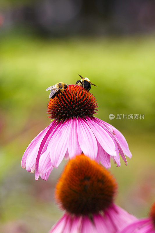 大黄蜂在松果菊