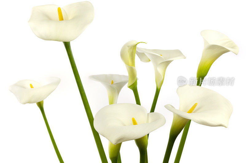 白色马蹄莲和百合花