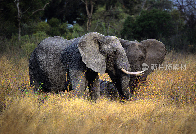 博茨瓦纳奥卡万戈三角洲的成年和幼年非洲象