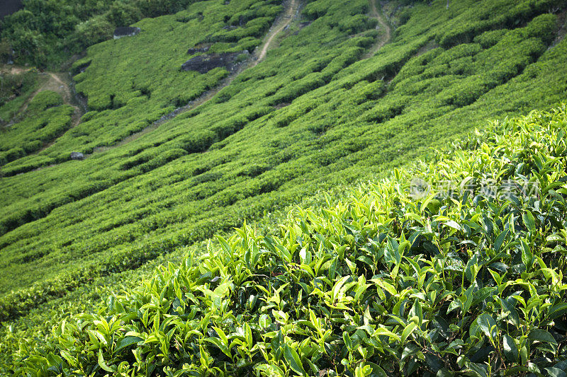 倾斜的茶字段