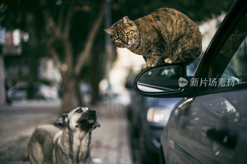 侧视镜上的流浪猫和街上的流浪狗