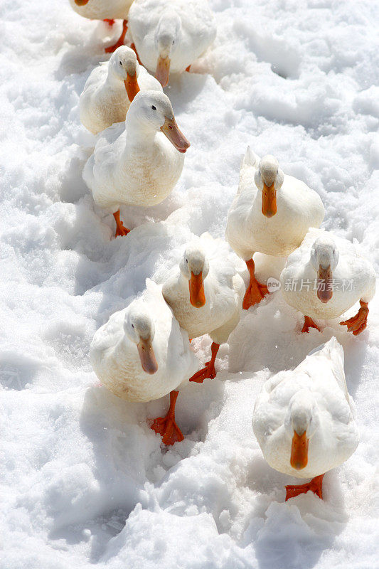 鸭子在雪地上