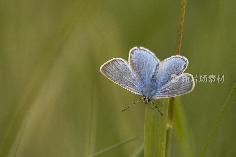 阿曼达是蓝色的蝴蝶