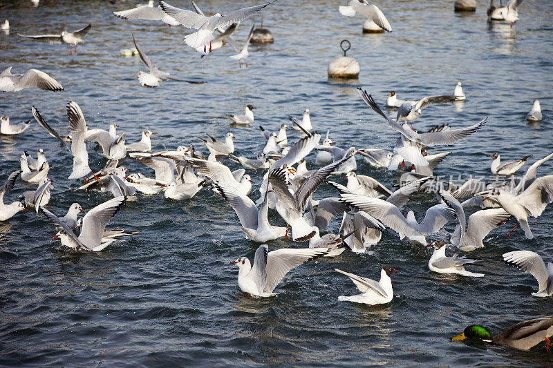 湖上的海鸥