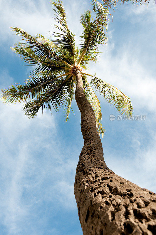 威基基海滩棕榈树