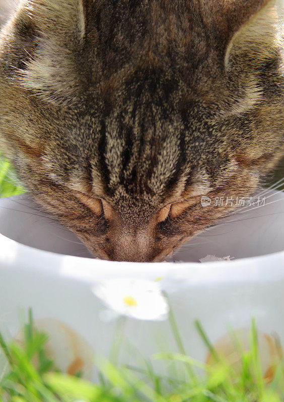 家猫在草丛中觅食