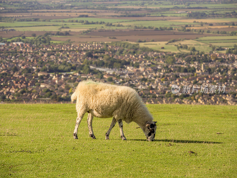 cleeve希尔