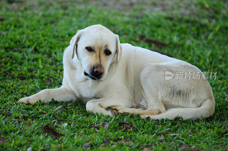 拉布拉多寻回犬