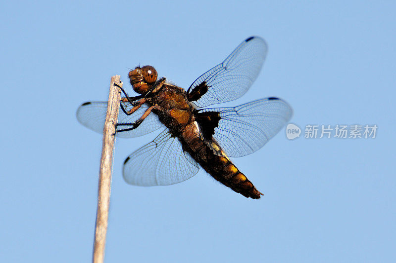 蜻蜓――orthetrum