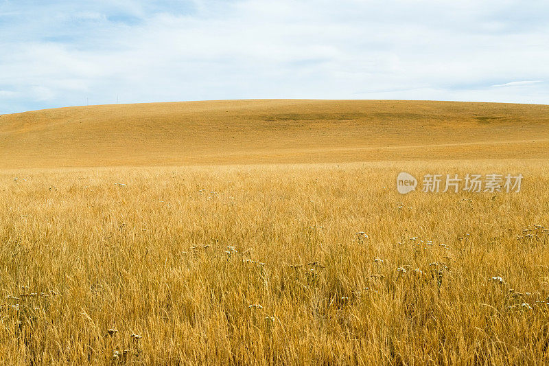 风景:夏季连绵起伏的山峦和干枯的草地