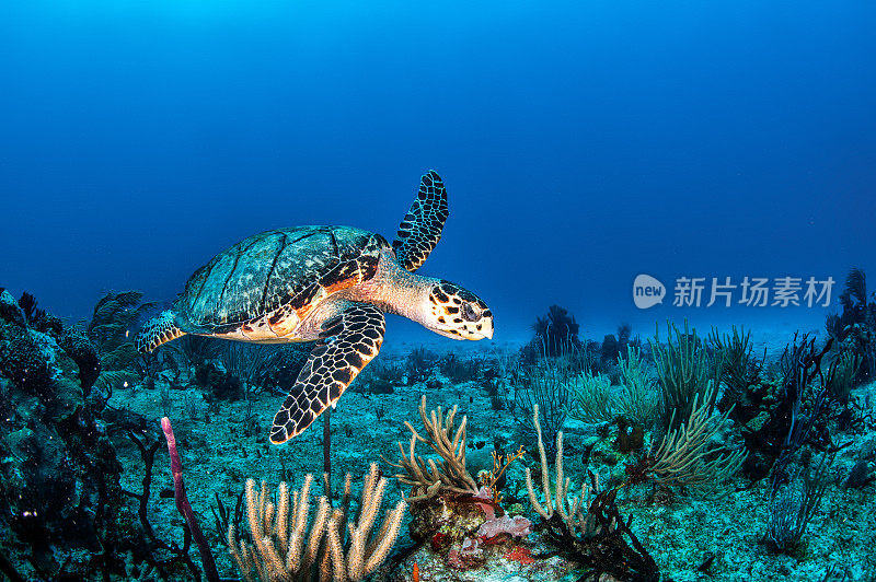 海里的海龟