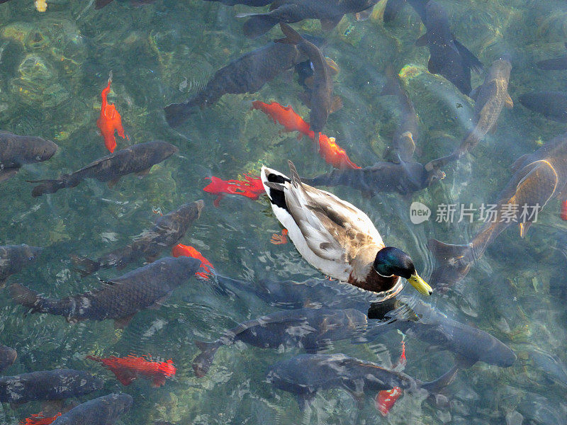 鸭子越过金色的鱼塘