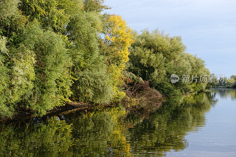 哈维尔河景观有柳树