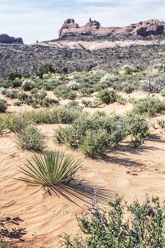 风景优美的沙漠风景-丝兰植物拱门国家公园犹他州