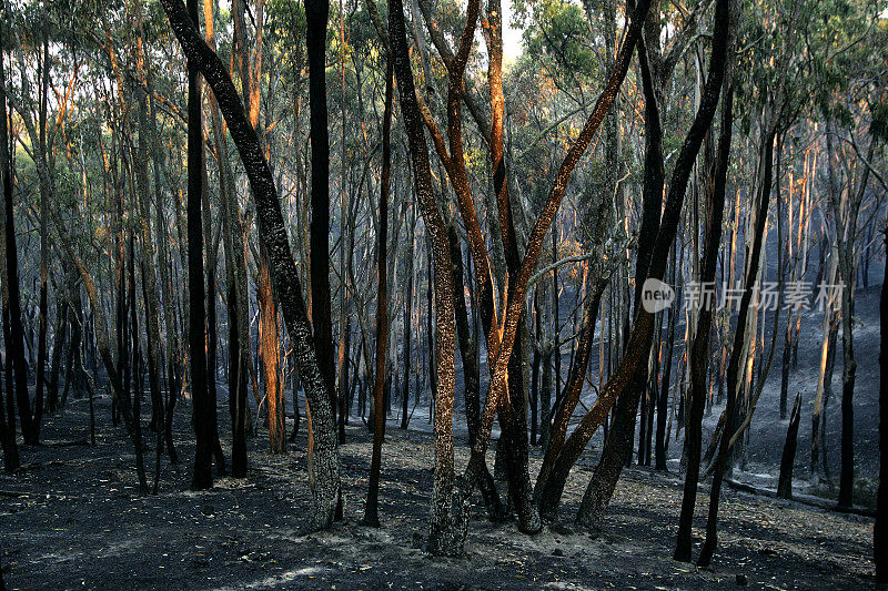 2009年澳大利亚维多利亚州丛林大火