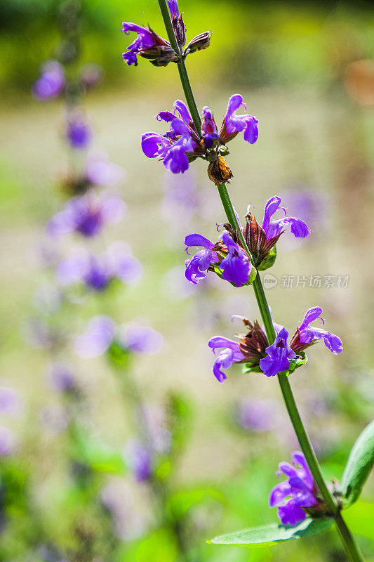 近景的鼠尾草或白花丹参紫色花在野外