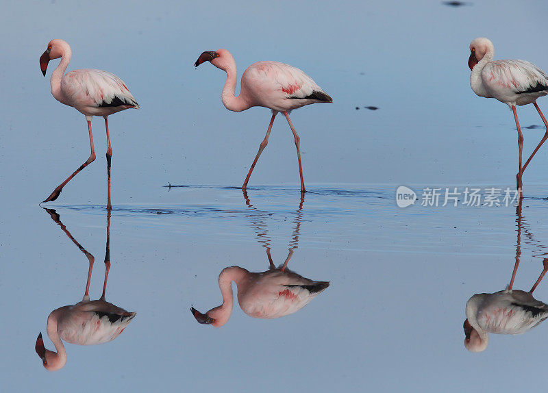 小火烈鸟