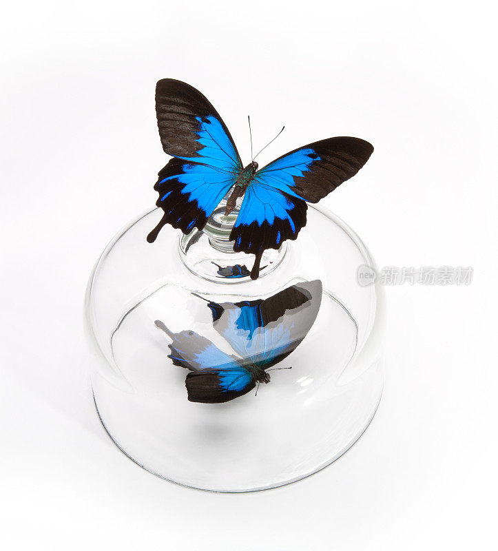 2.自由与被困的概念与蝴蝶和玻璃圆顶