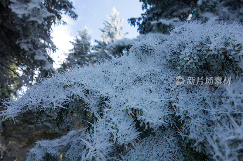 冷杉树与冰晶