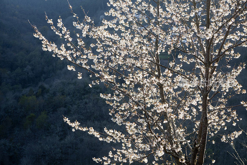 樱花白花