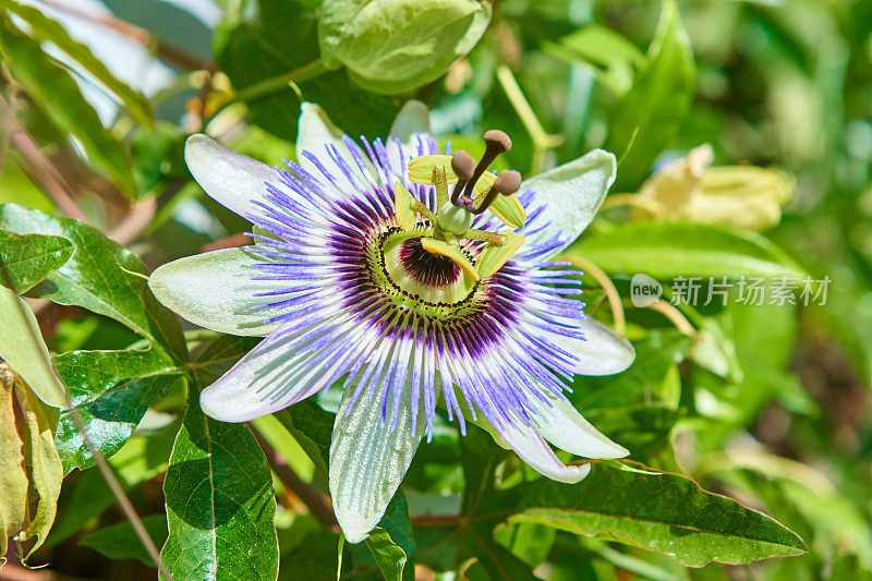 百香果花