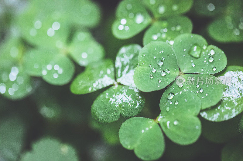 雨点落在草地上