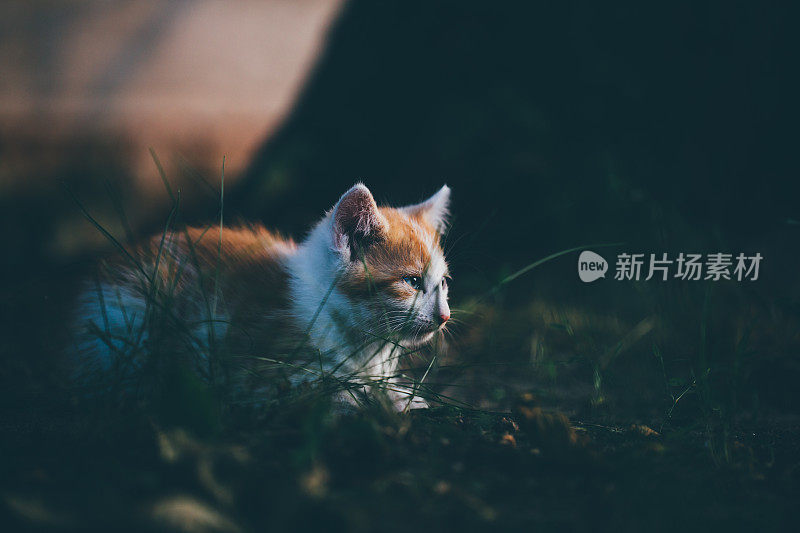 小猫坐在傍晚的灯光下