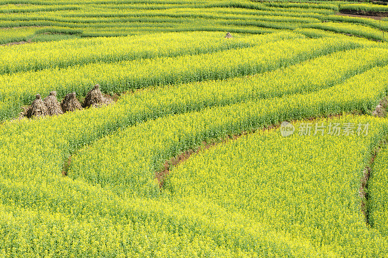 美丽的野外风景