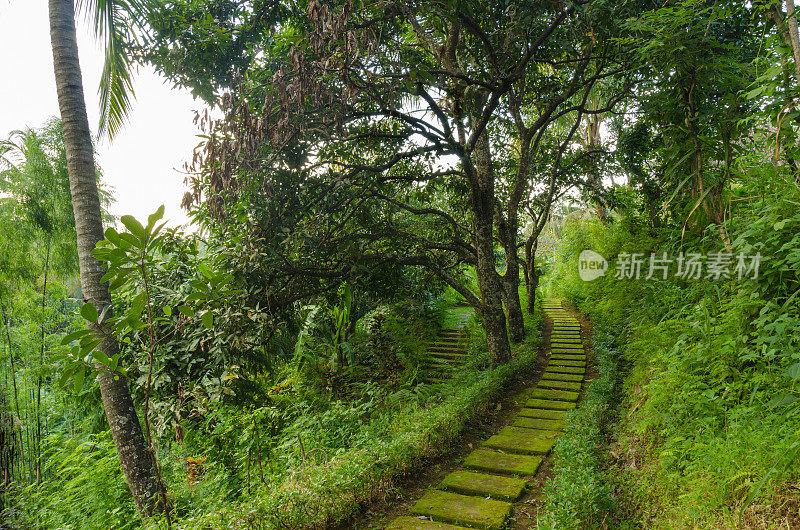 巴厘岛丛林里的苔藓