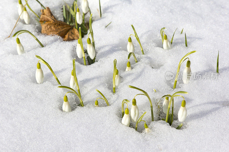 雪中的花，普通的雪花莲