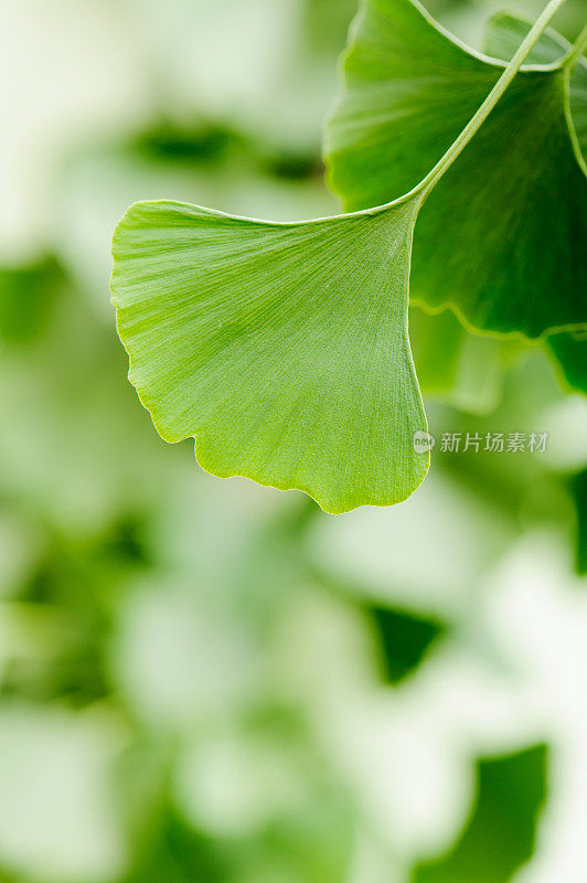 Gingko树叶