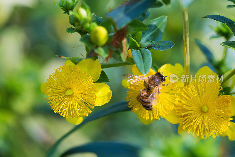 黄花上的蜜蜂