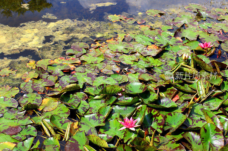 意象粉红睡莲，睡莲池，观赏性水花园