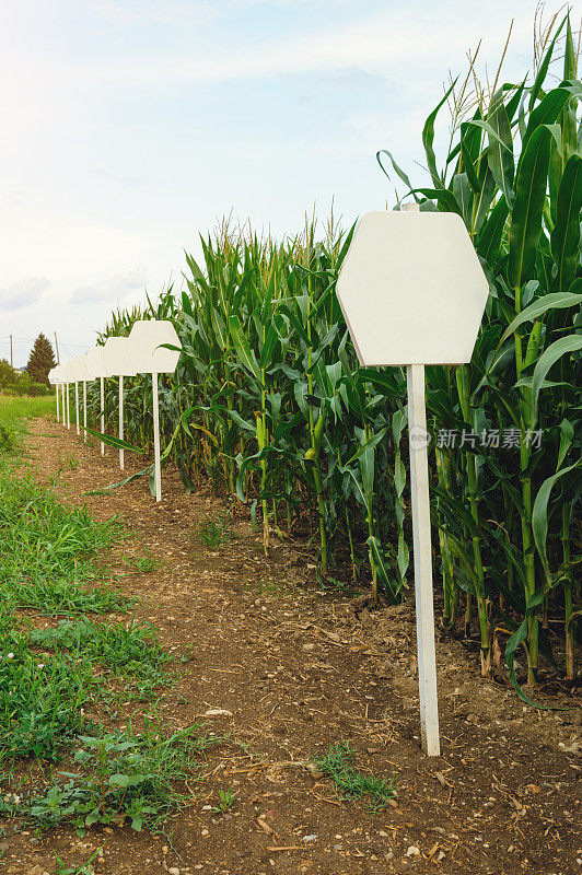 玉米田试验小区标志对夏季玉米行