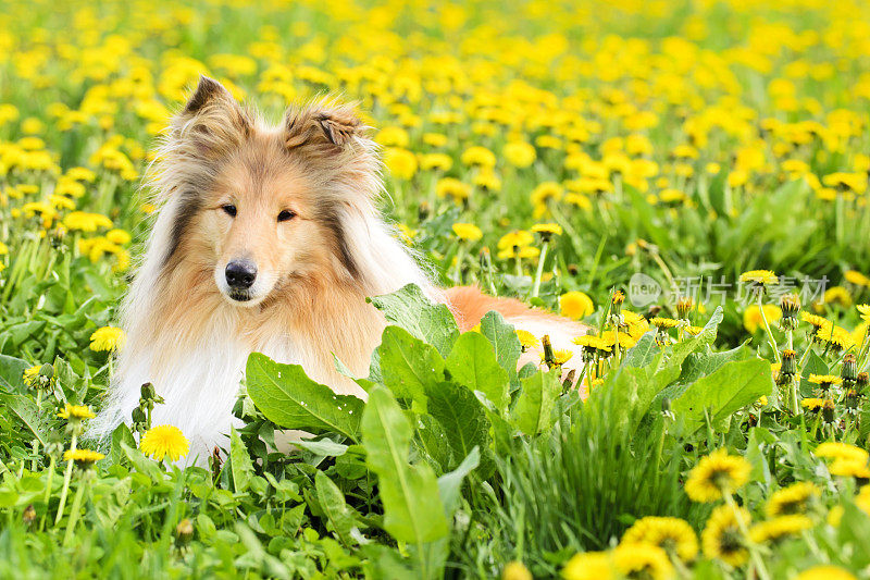 一只牧羊犬躺在春天的草地上