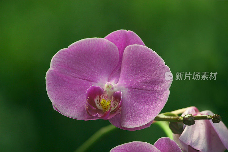 蝴蝶兰属紫色兰花