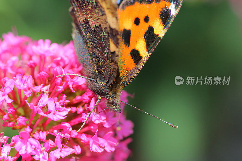 蝴蝶在缬草花上